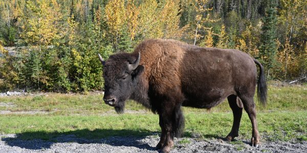 Einer von vielen Bisons
