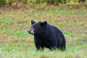 Einer von vielen Schwarzbären
