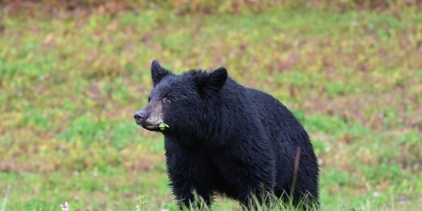 Einer von vielen Schwarzbären