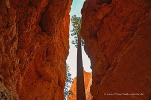 Einzelner Baum im Canyon