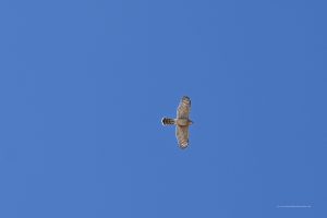 Greifvogel kreist über unseren Köpfen