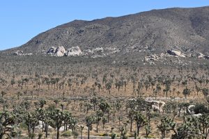 Joshua Tree-Nationalpark