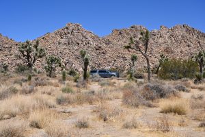 Joshua Trees