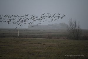 Landschaft bei Ditzum