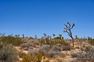 Landschaft im Joshua Tree Nationalpark