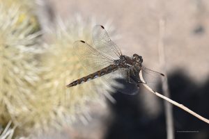 Libelle