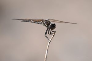 Libelle im Nationalpark