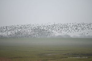 Vogelwelt