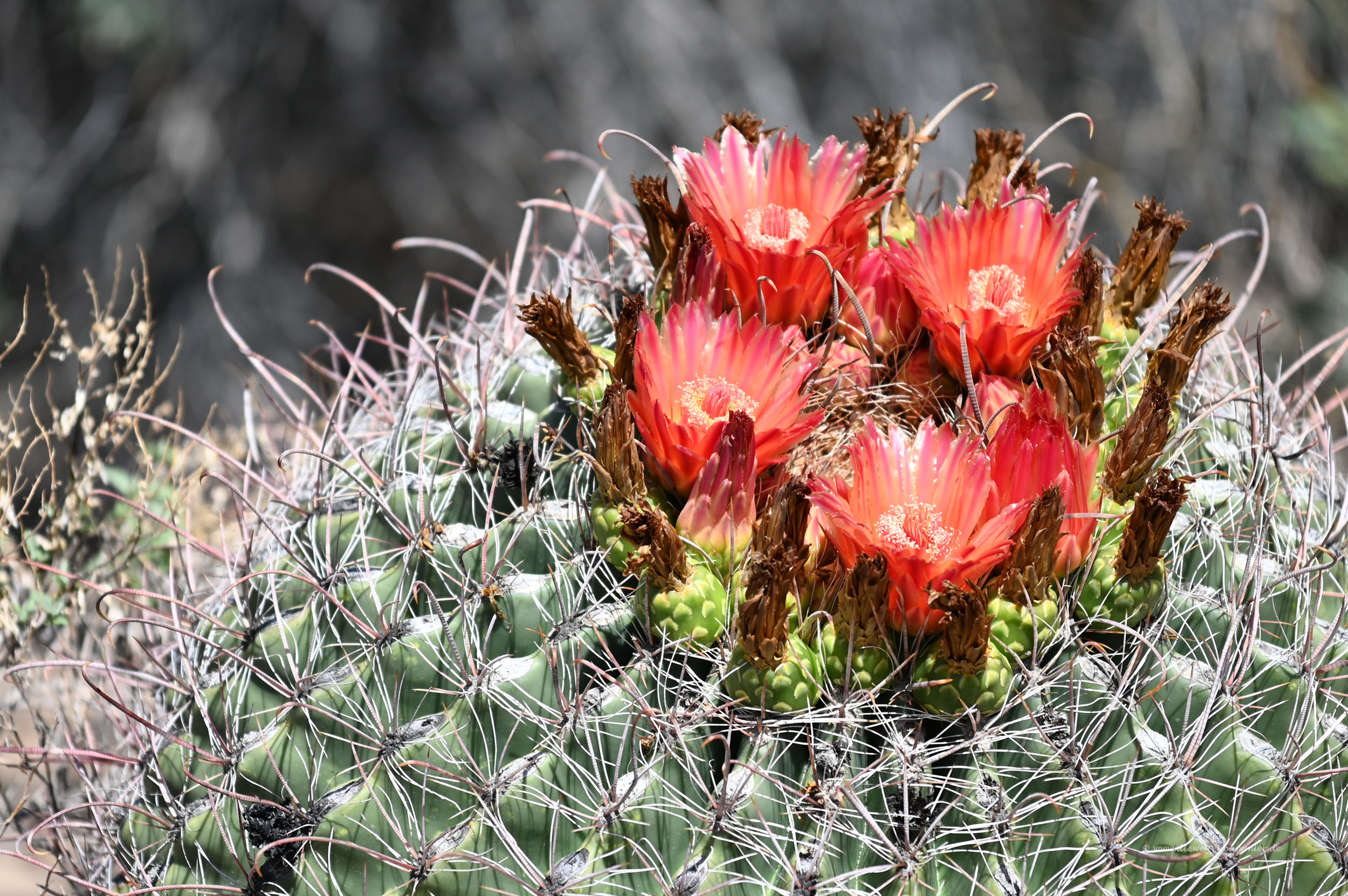 Fantastische Kakteen im Saguaro Nationalpark - Die Weltenbummler