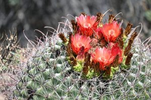 Blüten am Kaktus