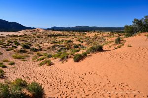 Coral Pink Sand Dunes State Park