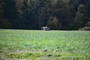 Findling im Trümmerfeld