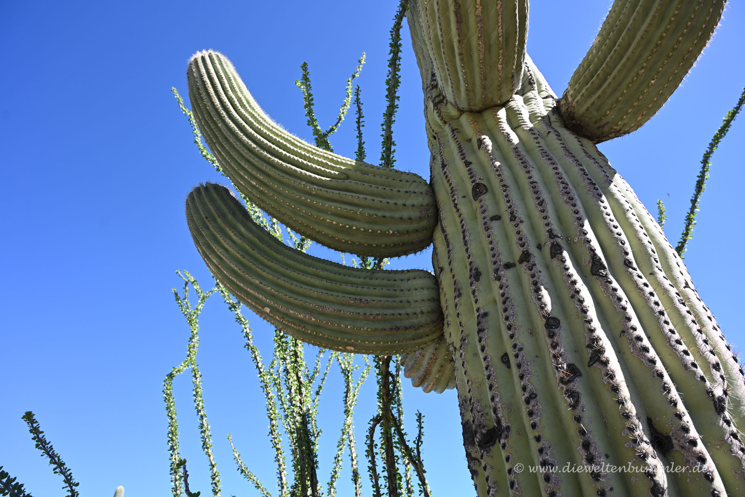 Imposanter Kaktus