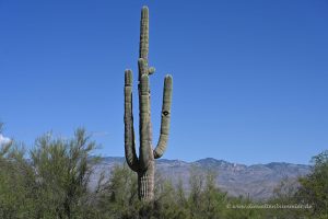 Kaktus mit Loch