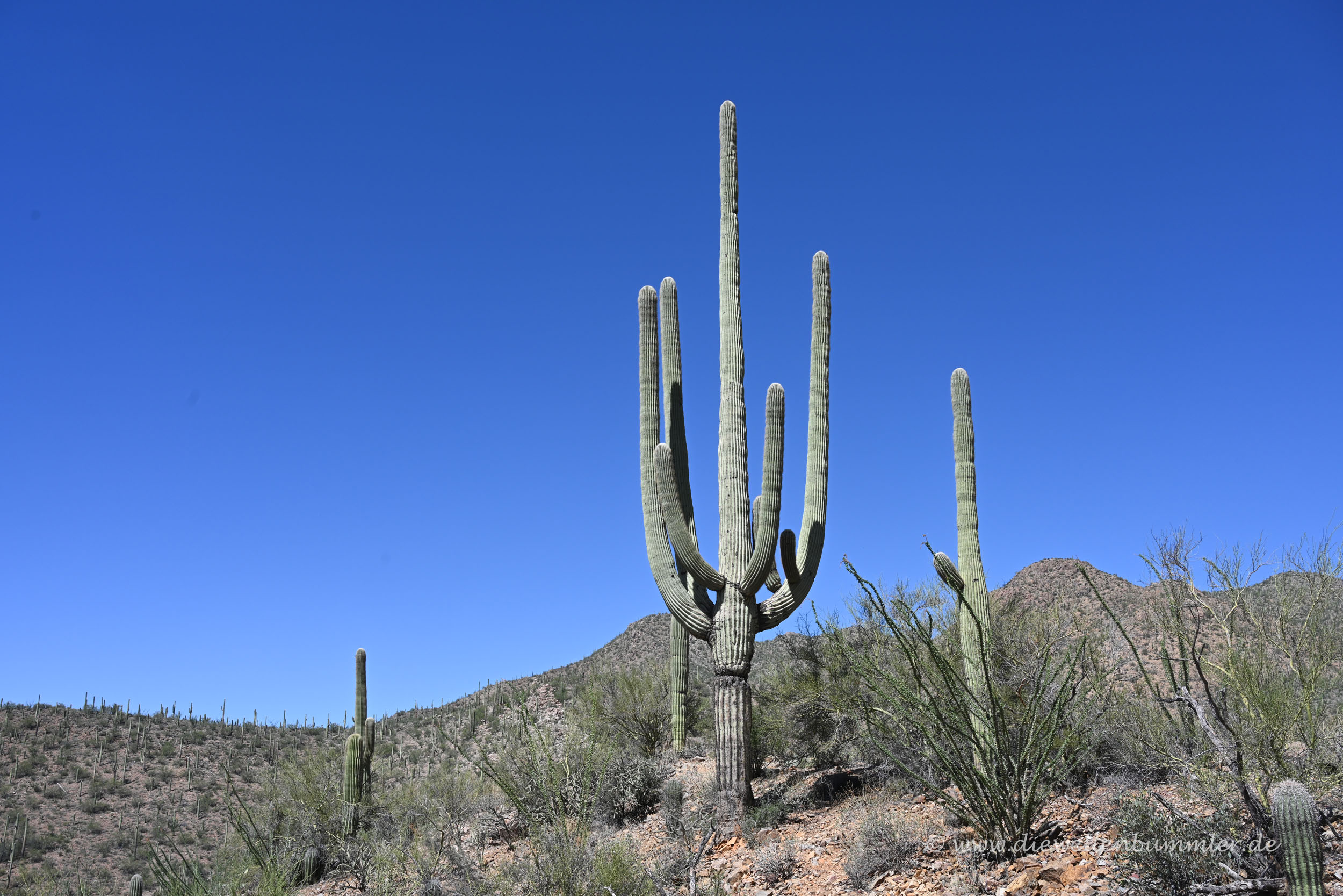 Kaktus mit mehreren Armen