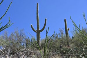 Klassischer Kaktus