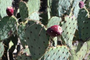 Kleinerer Kaktus