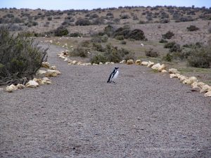 Pinguin auf dem Weg