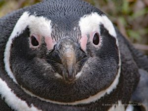 Pinguin in Argentinien
