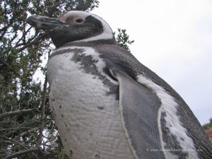 Pinguin von unten