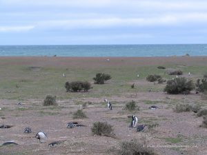 Pinguine