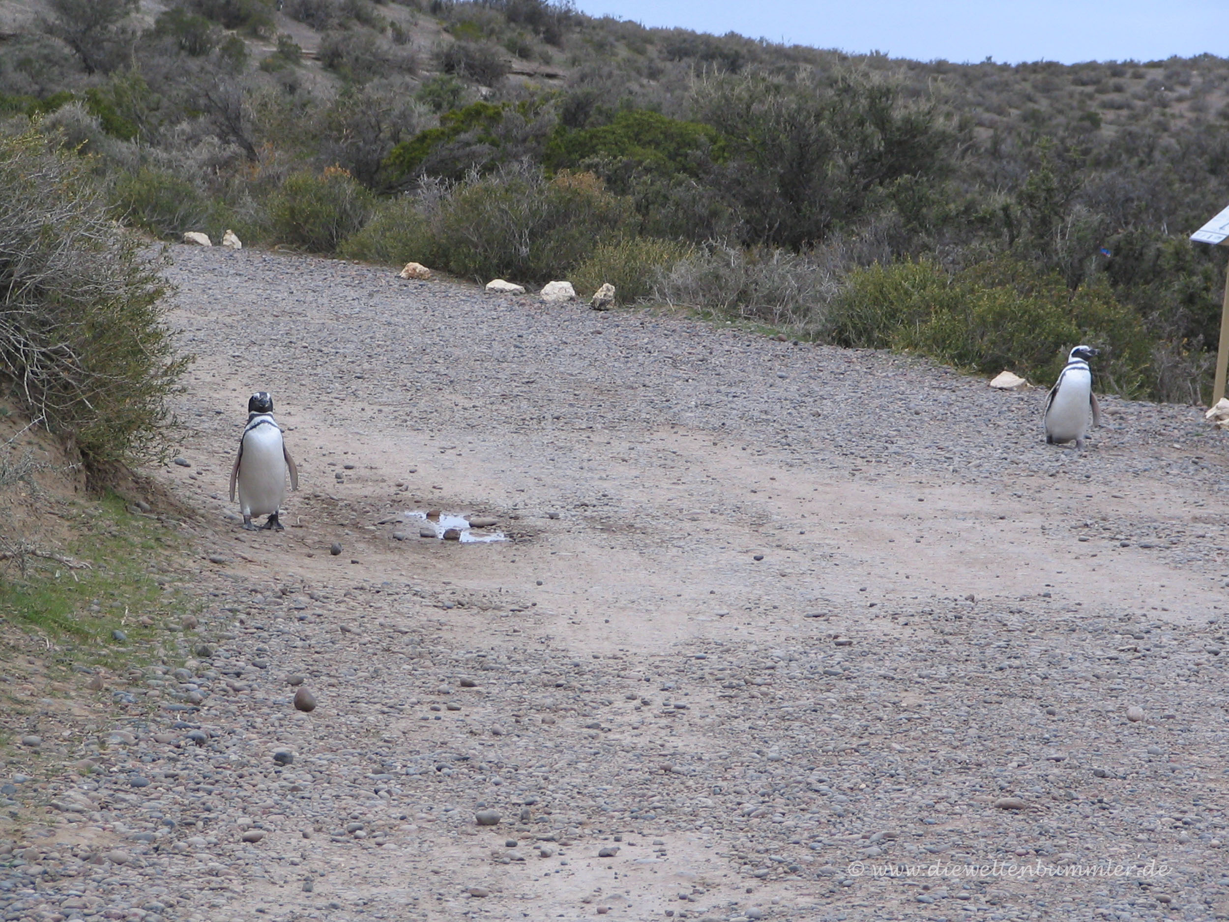 Pinguine in Punta Tombo
