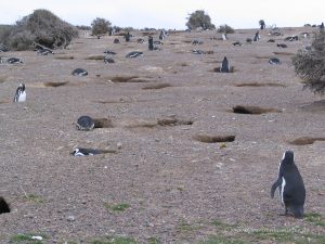 Punta Tombo