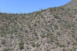 Saguaro-Kakteen am Berghang