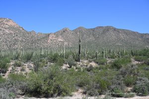Saguaro-Kakteen wohin man schaut