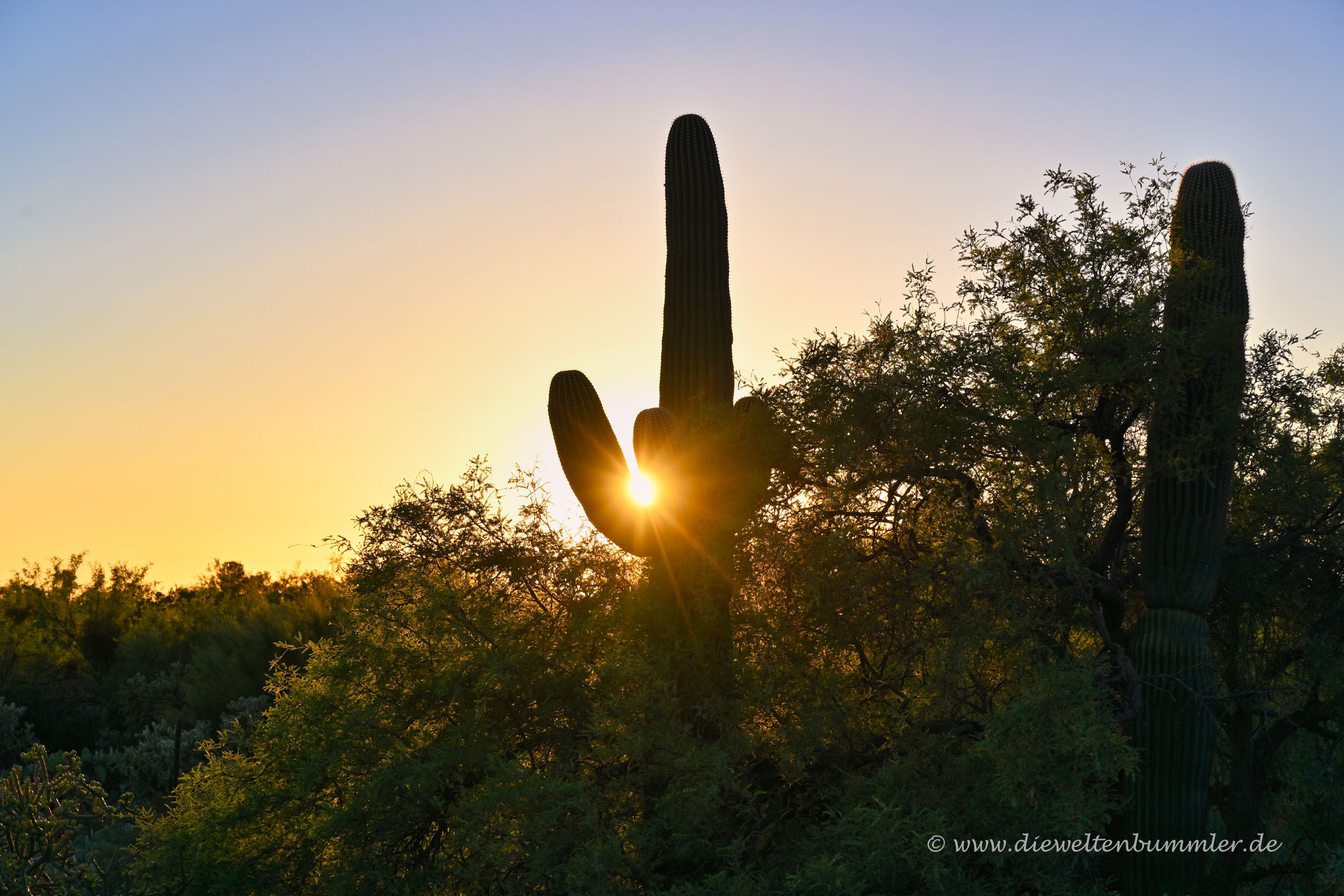 Saguaro-Kaktus im Sonnenuntergang