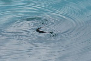 Schlange im See