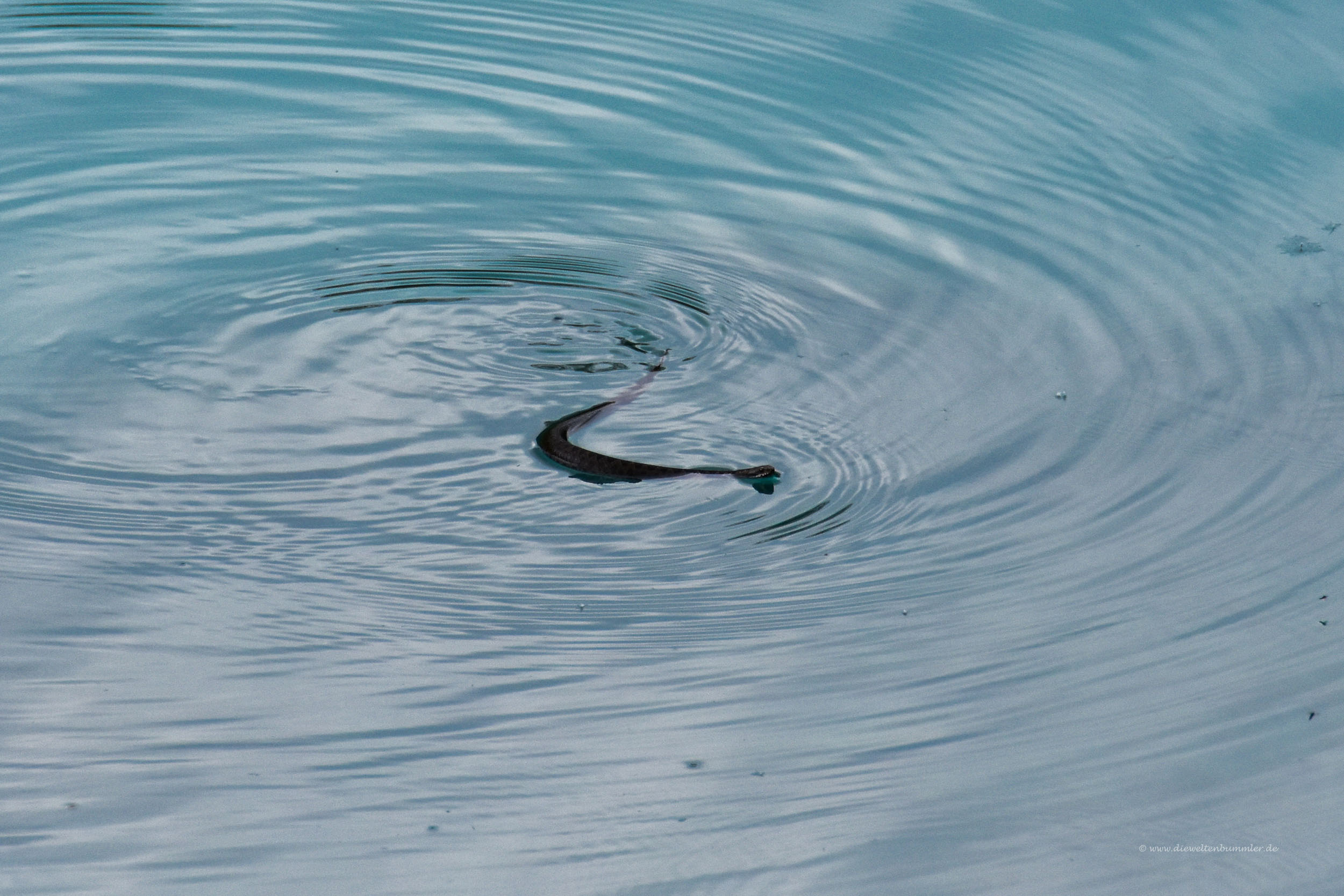 Schlange im See