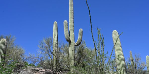 Säulen-Kaktus