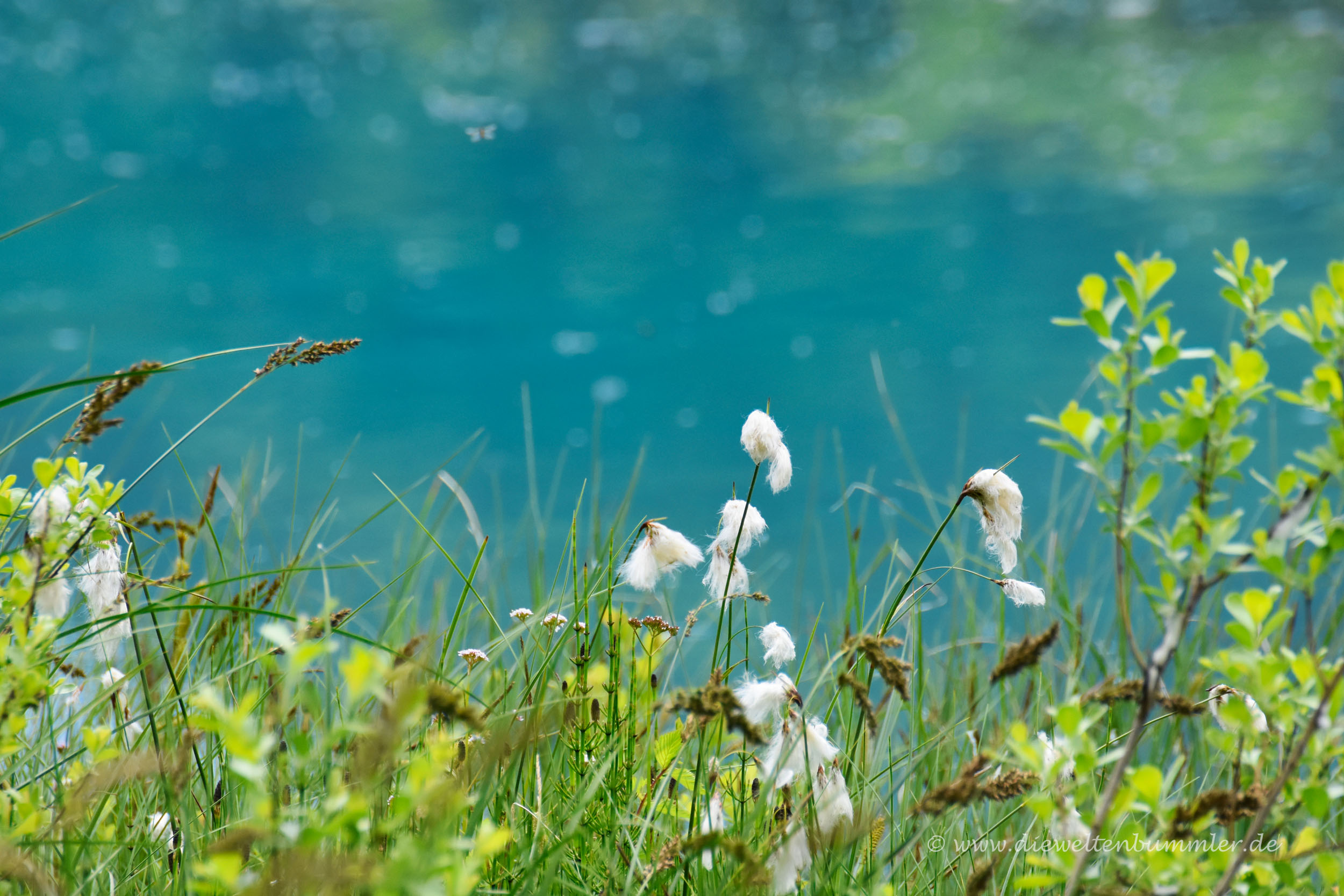 Wollgras im Naturreservat