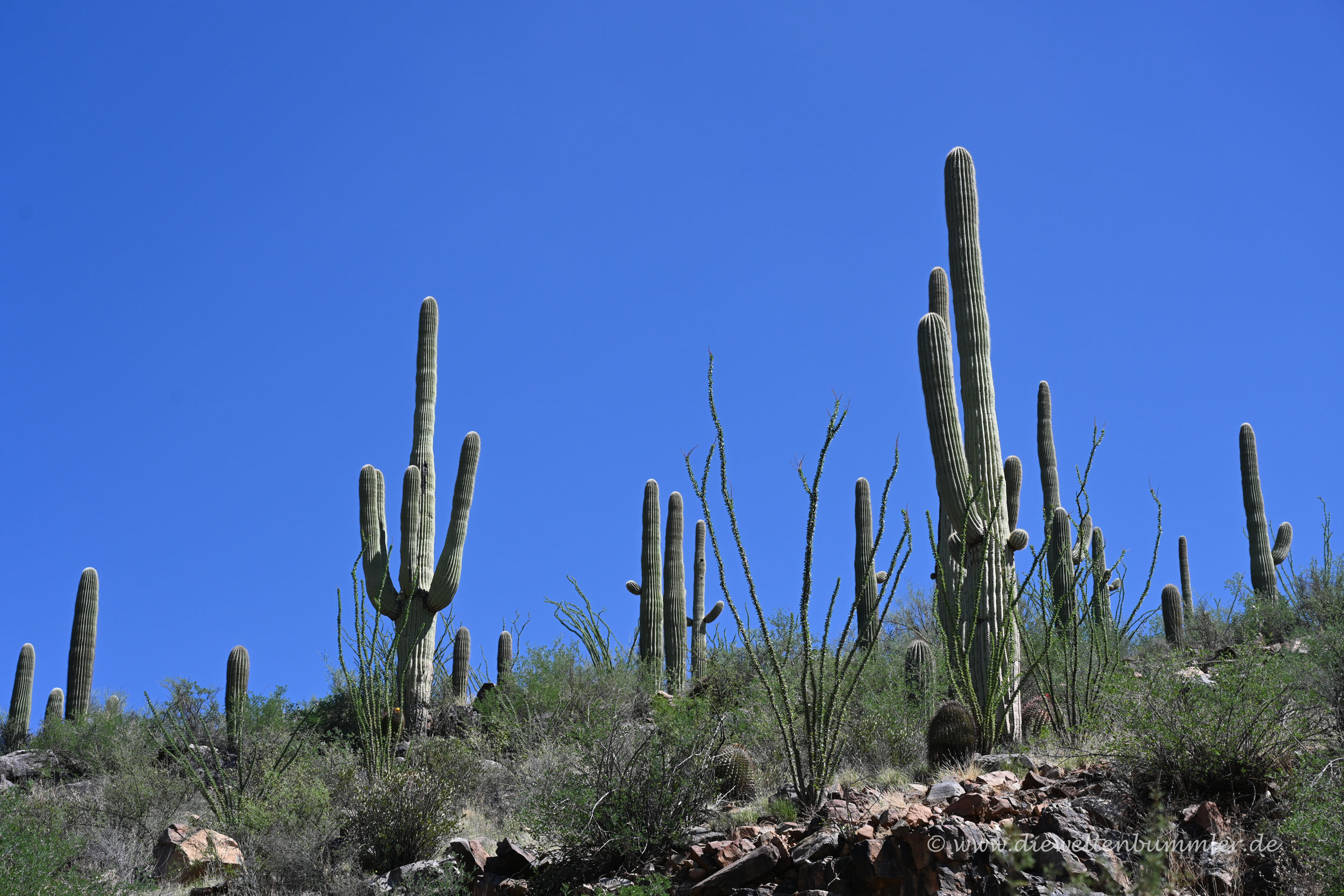 Fantastische Kakteen im Saguaro Nationalpark - Die Weltenbummler