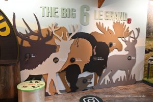 Die Big 6 im Besucherzentrum