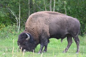 Grasender Bison