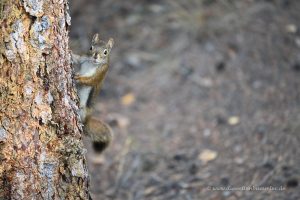 Ein Squirrel schaut um die Ecke