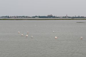 Flamingos vor Comacchio