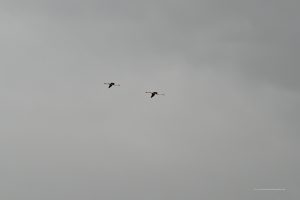 Fliegende Flamingos
