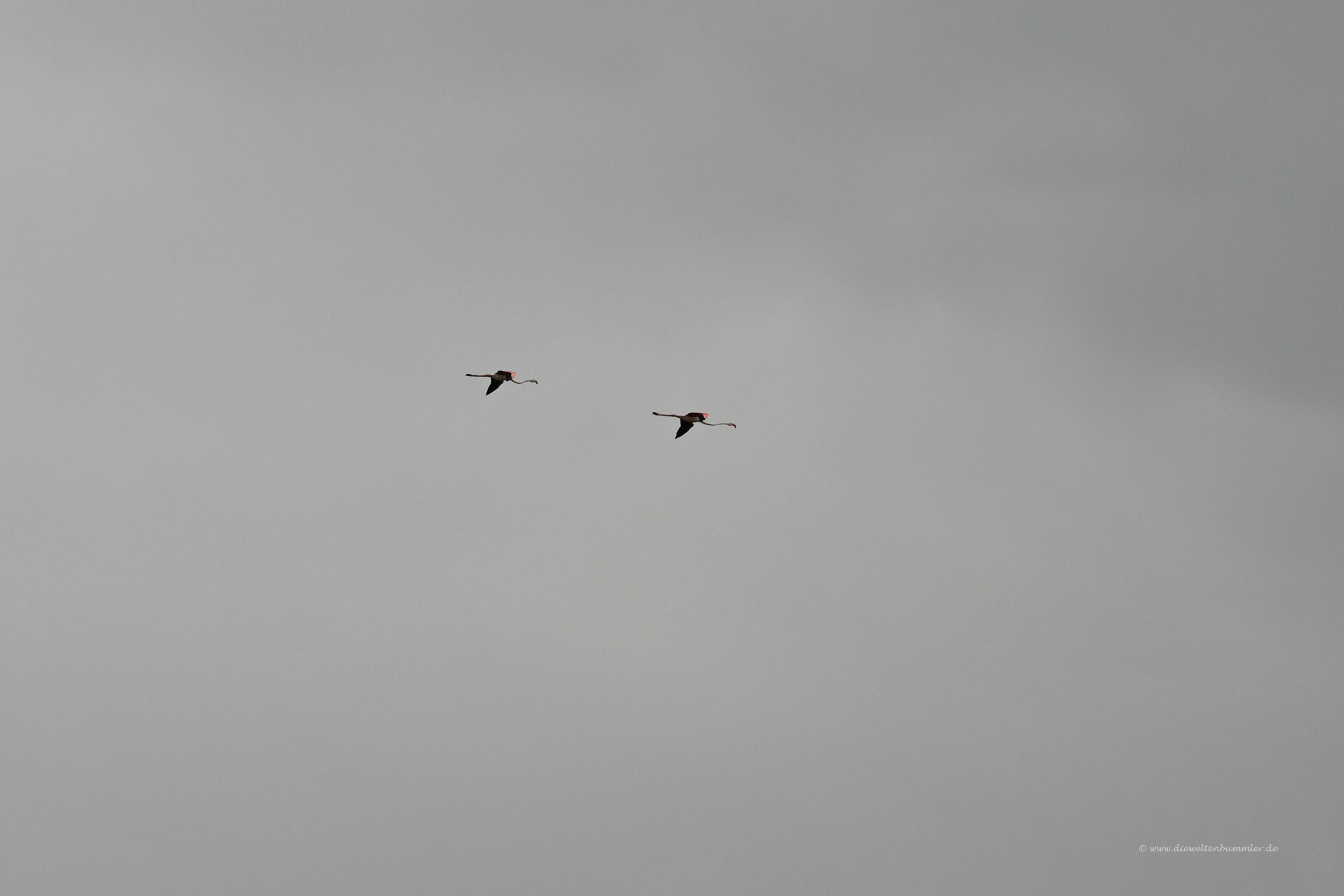 Fliegende Flamingos