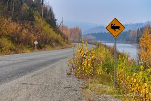 Wildtiere gibt es auf dem gesamten Highway