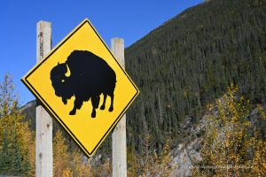 Achtung Bison am Alaska Highway