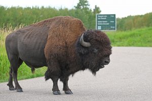 Bison im Elk Island Nationalpark