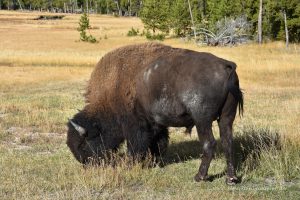 Bison im Yellowstone Nationalpark