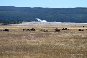 Bisonherde vor einem Geysir