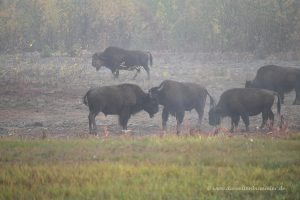 Bisons im Nebel