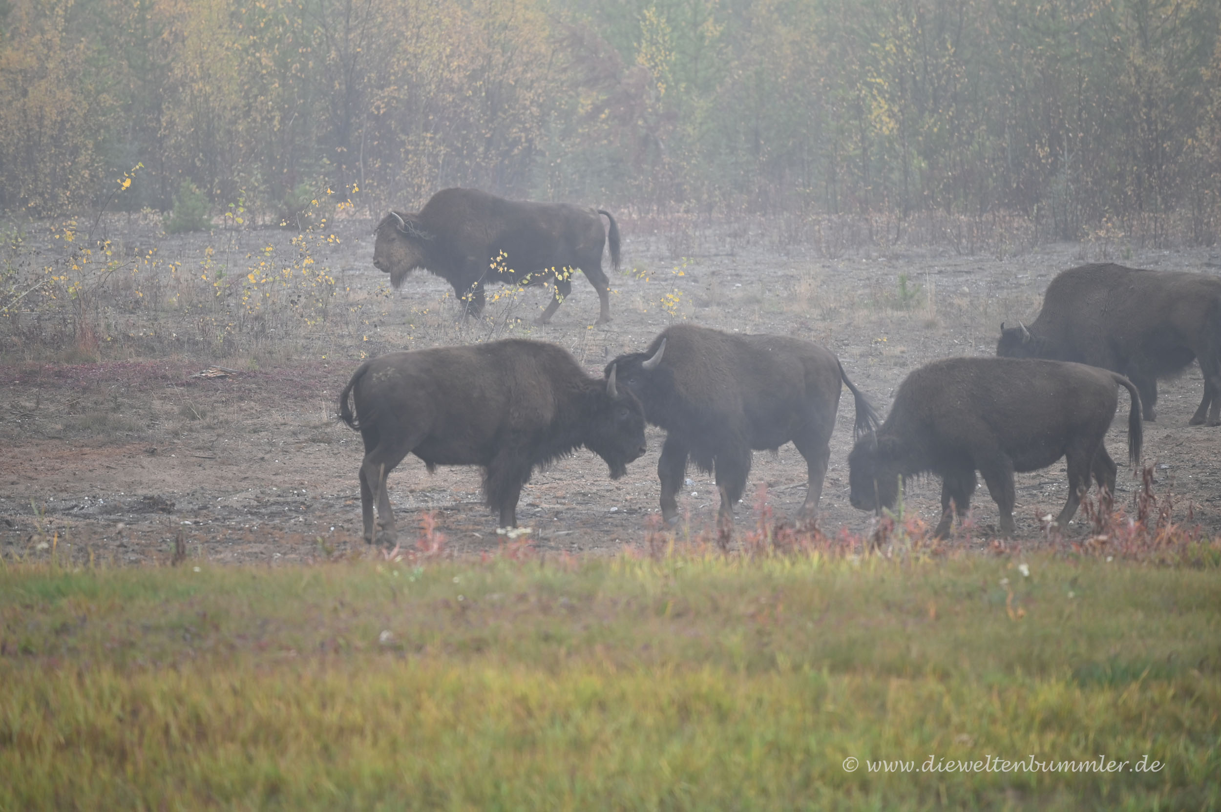 Bisons im Nebel