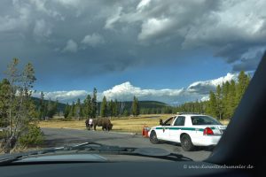 Bisons unter Aufsicht der Park Ranger