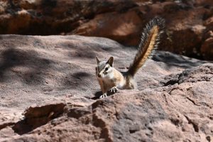 Chipmunk